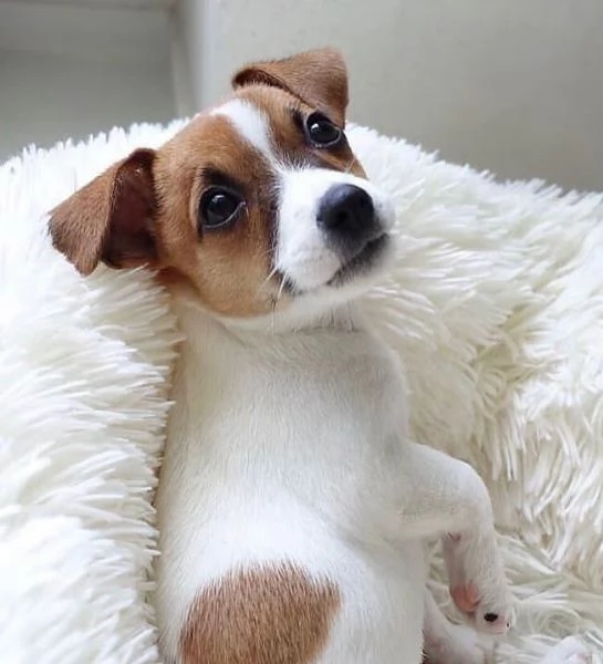 Jack Russell (cuccioli maschio e femmina)