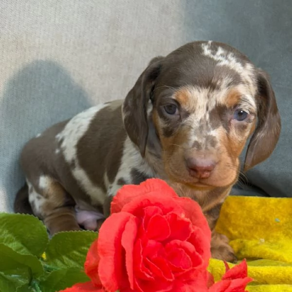 REGALO Bassotto  | Foto 0