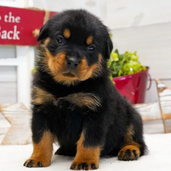 REGALO Rottweiler 
