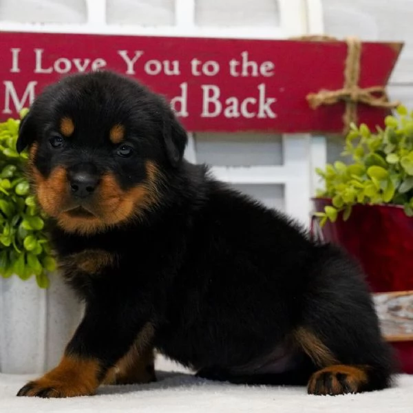 REGALO Rottweiler  | Foto 0