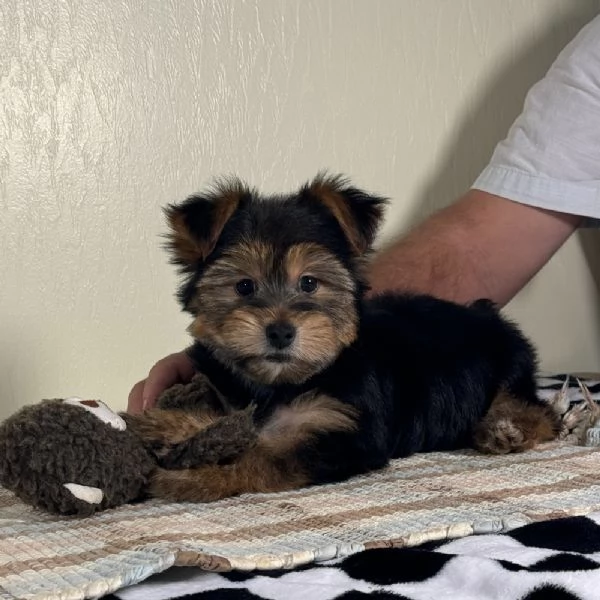 REGALO YORKSHIRE | Foto 0