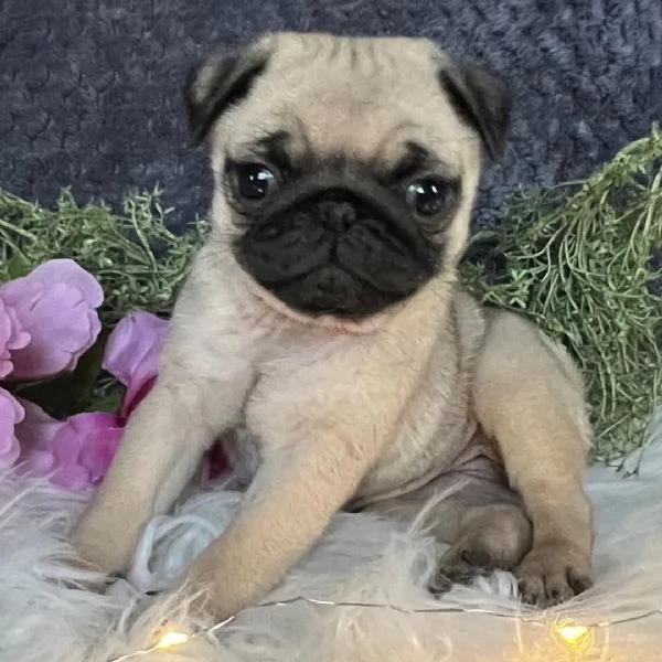 REGALO   Carlino  | Foto 0