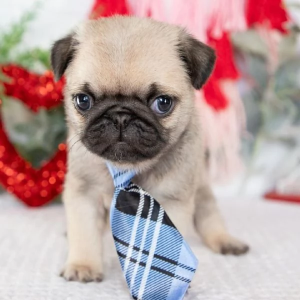 Regalo Carlino  | Foto 0