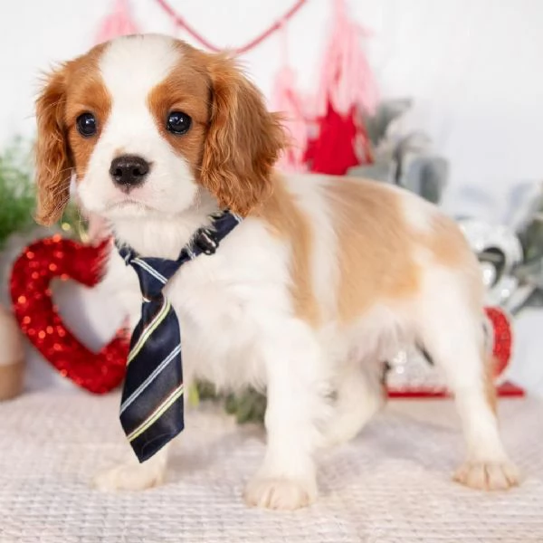 REGALO Cavalier King Charles 