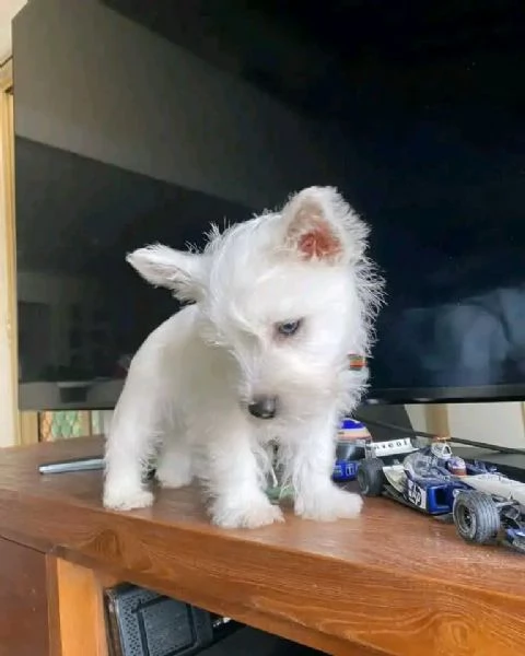 REGALO  WEST HIGHLAND# | Foto 0