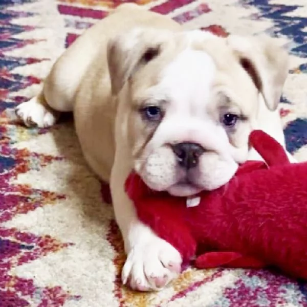 REGALO   BULLDOG INGLESE