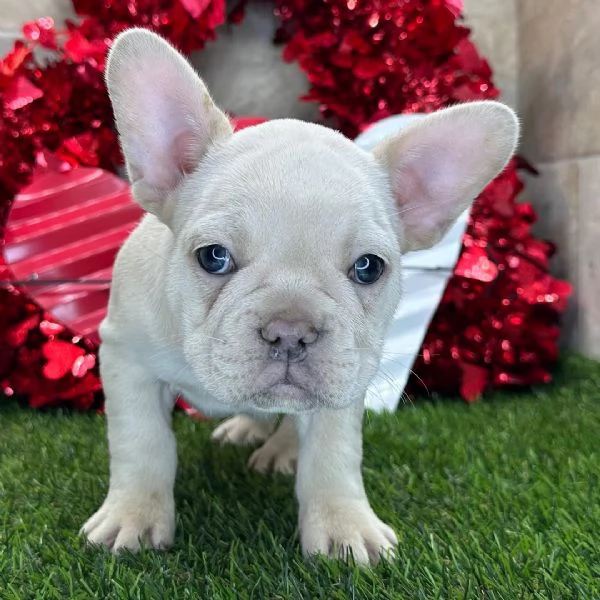 REGALO   Bulldog francese 