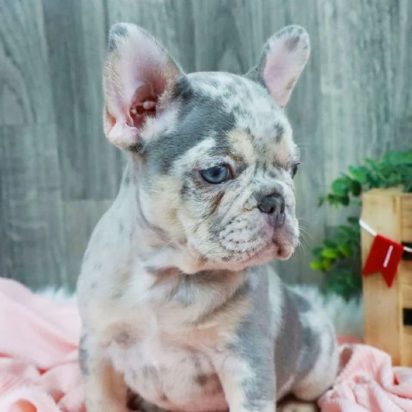 REGALO   Bulldog francese 