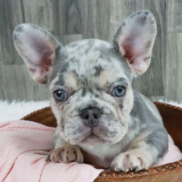 REGALO   Bulldog francese  | Foto 0