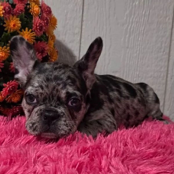 REGALO Bulldog francese  | Foto 0