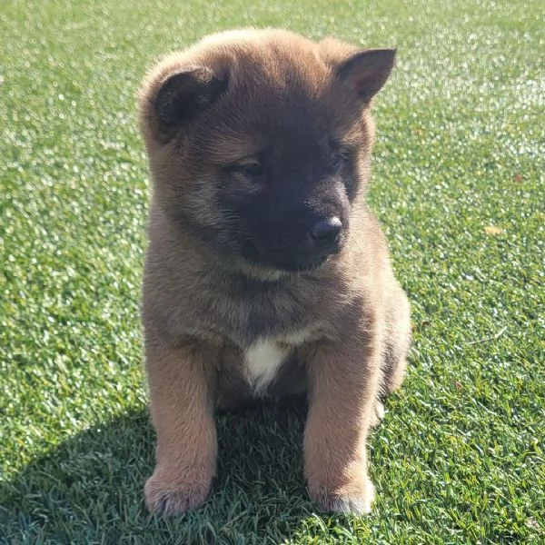 REGALO Shiba-INU | Foto 0