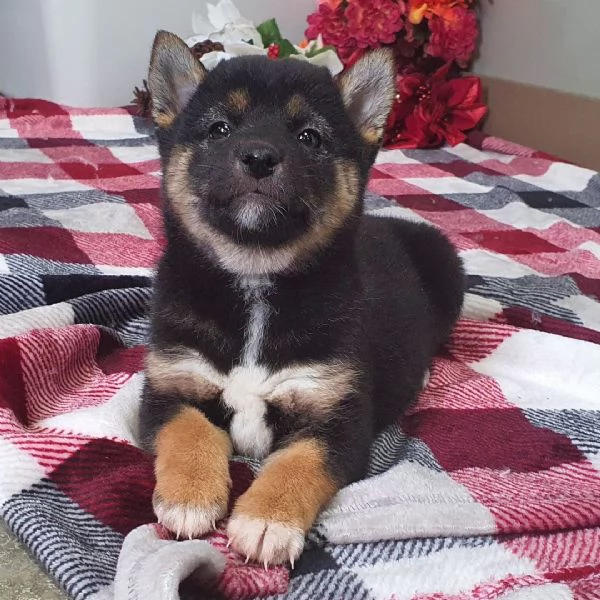 REGALO Shiba Inu  | Foto 0