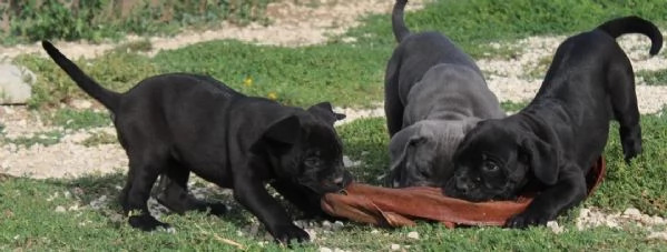 Disponibili cuccioli di cane corso | Foto 0