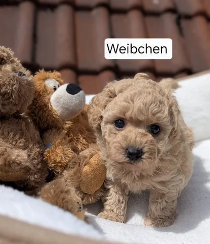 Cuccioli di Maltipoo | Foto 1