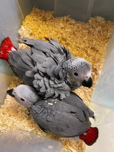 Pappagalli e uova fresche fertili in vendita | Foto 0