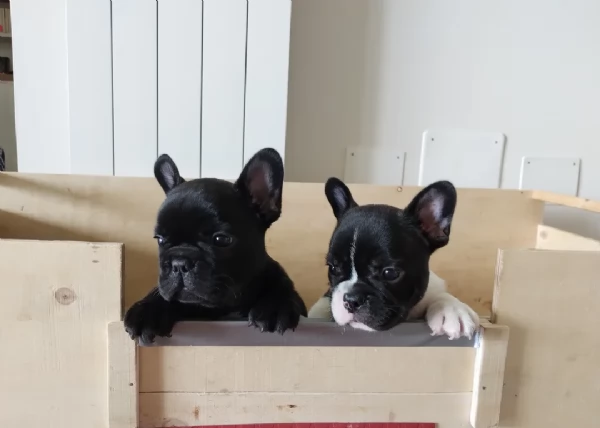Cuccioli di Bulldog Francese in vendita | Foto 3