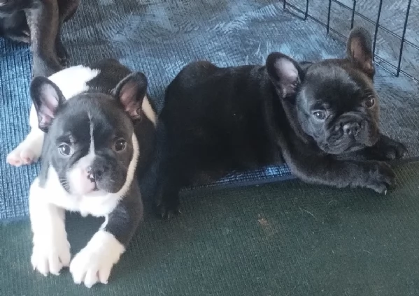 Cuccioli di Bulldog Francese in vendita | Foto 1
