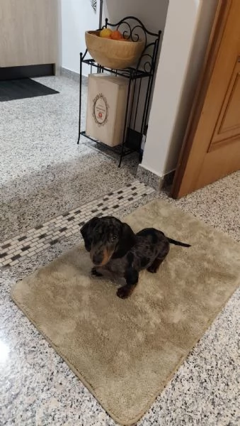 Cucciolo di Bassotto tedesco Arlecchino