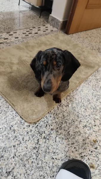 Cucciolo di Bassotto tedesco Arlecchino | Foto 1