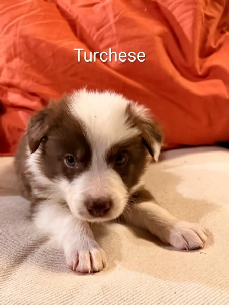 Cuccioli di Border Collie | Foto 4