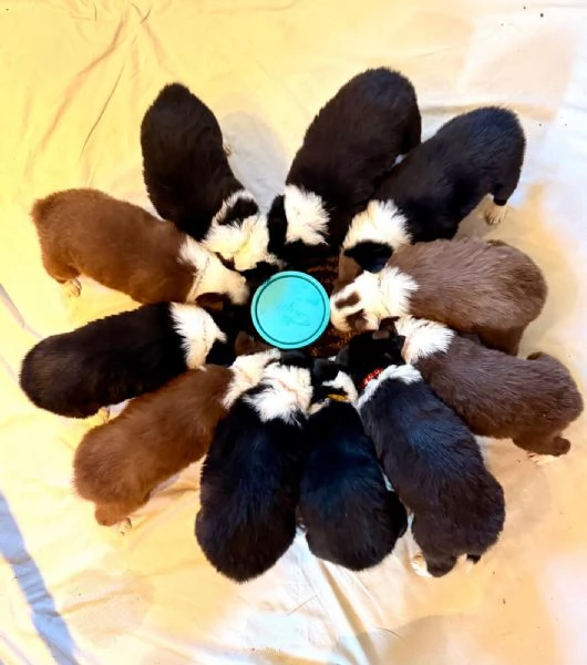 Cuccioli di Border Collie | Foto 3