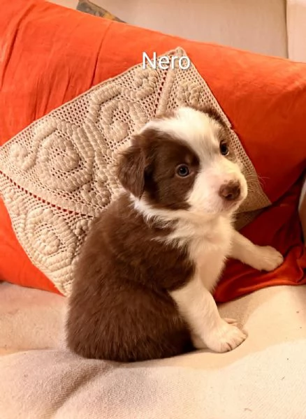 Cuccioli di Border Collie | Foto 2