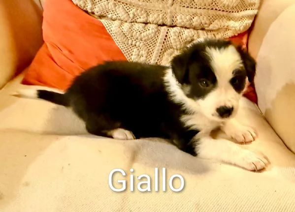 Cuccioli di Border Collie | Foto 1