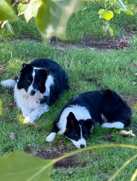 Cuccioli di Border Collie | Foto 0