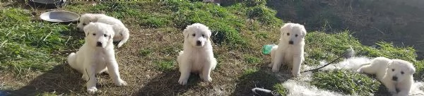 Cuccioli pastore maremmano 