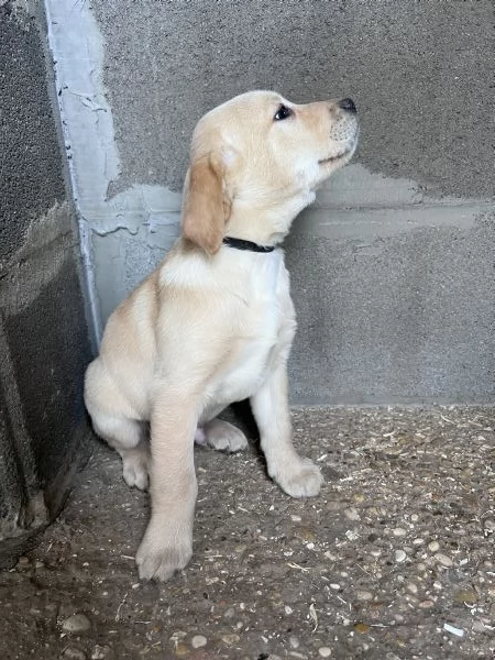 CUCCIOLI LABRADOR