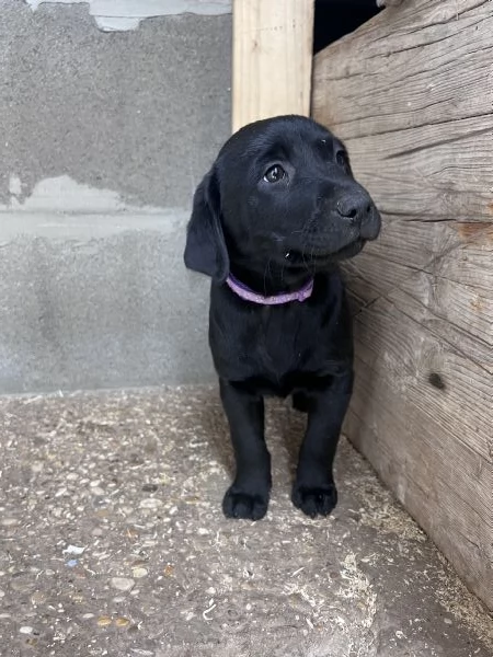 CUCCIOLI LABRADOR | Foto 4