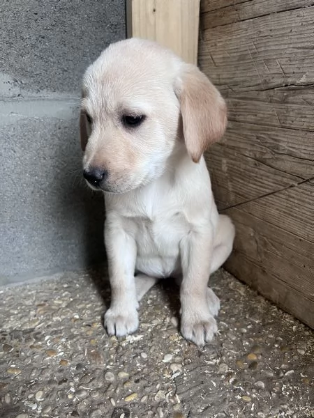 CUCCIOLI LABRADOR | Foto 3