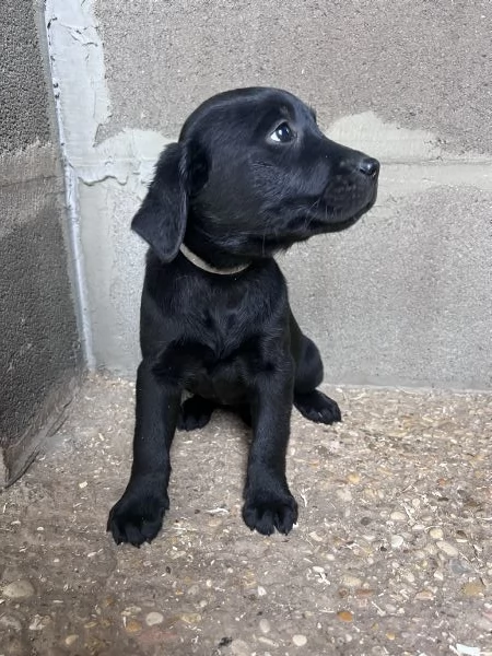 CUCCIOLI LABRADOR | Foto 2