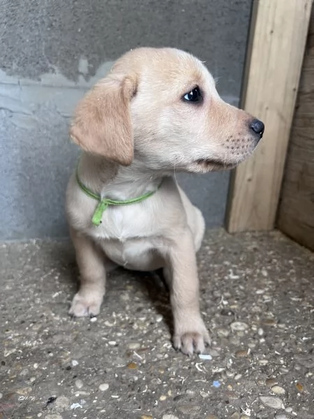 CUCCIOLI LABRADOR | Foto 1