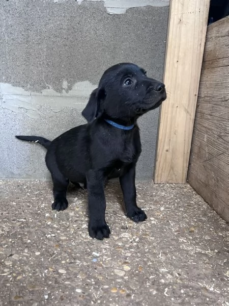 CUCCIOLI LABRADOR | Foto 0