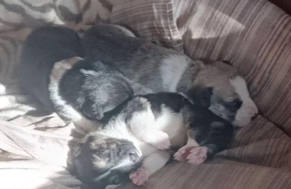 Adozioni del cuore | Foto 2