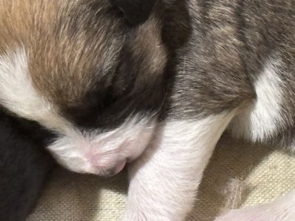 Adozioni del cuore | Foto 1