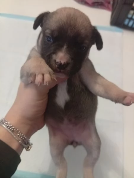 Cuccioli bulldog francese  | Foto 6