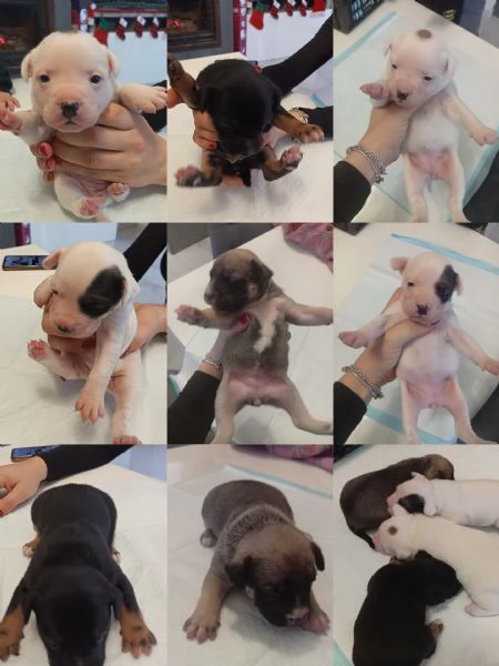 Cuccioli bulldog francese  | Foto 4
