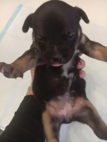 Cuccioli bulldog francese  | Foto 3