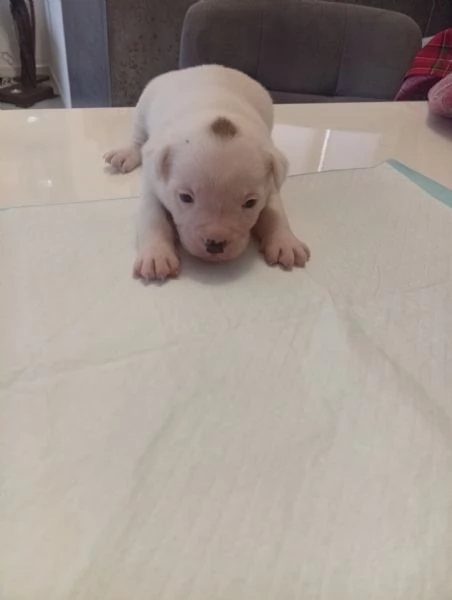 Cuccioli bulldog francese  | Foto 1