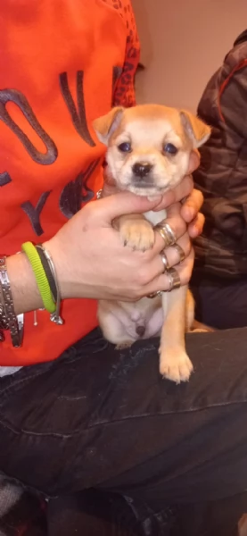 Cuccioli di cane taglia piccola  | Foto 0