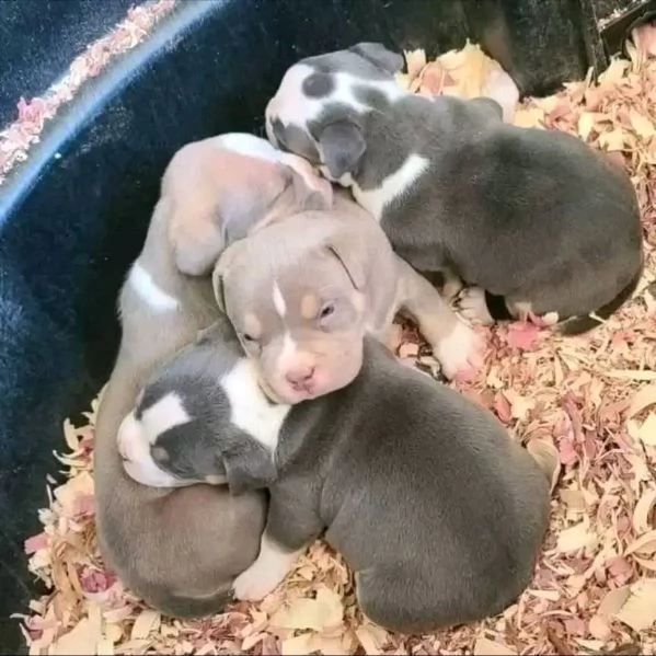 Cuccioli di pitbull di qualit&agrave;. 