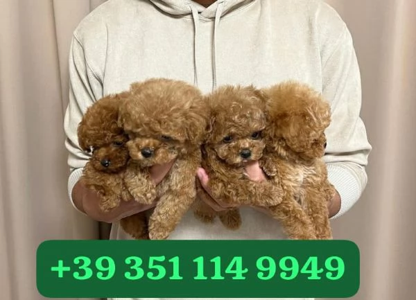 Regala cuccioli di Barboncino maschio e femmina | Foto 2