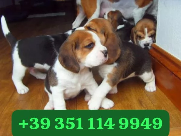 Regala cuccioli di Beagle maschio e femmina