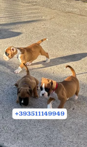 Regala cuccioli di Boxer maschio e femmina | Foto 0