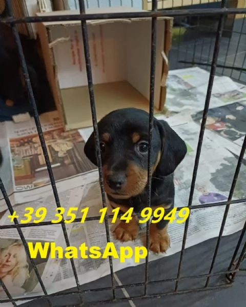 Regala cuccioli di Bassotto maschio e femmina