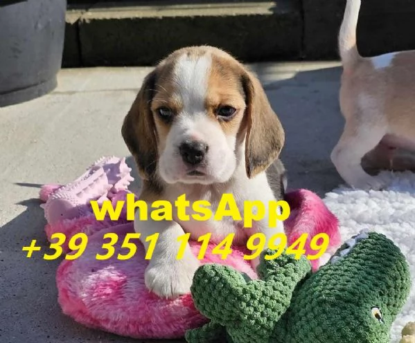 regalate i nostri cuccioli di Beagle maschio e femmina | Foto 2