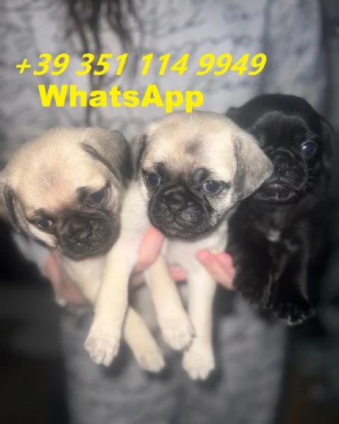 regalate i nostri cuccioli di Carlino maschio e femmina | Foto 1