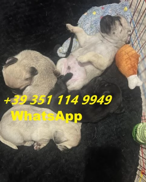 regalate i nostri cuccioli di Carlino maschio e femmina